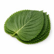 V Fresh Shiso 10PCS