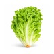 City Farm Lettuce