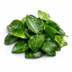 Kaffir Leaves 50G