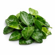 Kaffir Leaves 50G