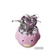 Plant City Fittoria  Plant With Ceramic Pot