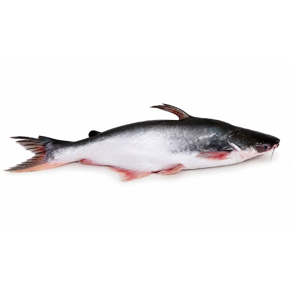 Fresh Nga Dan Whole(950G - 1100G)