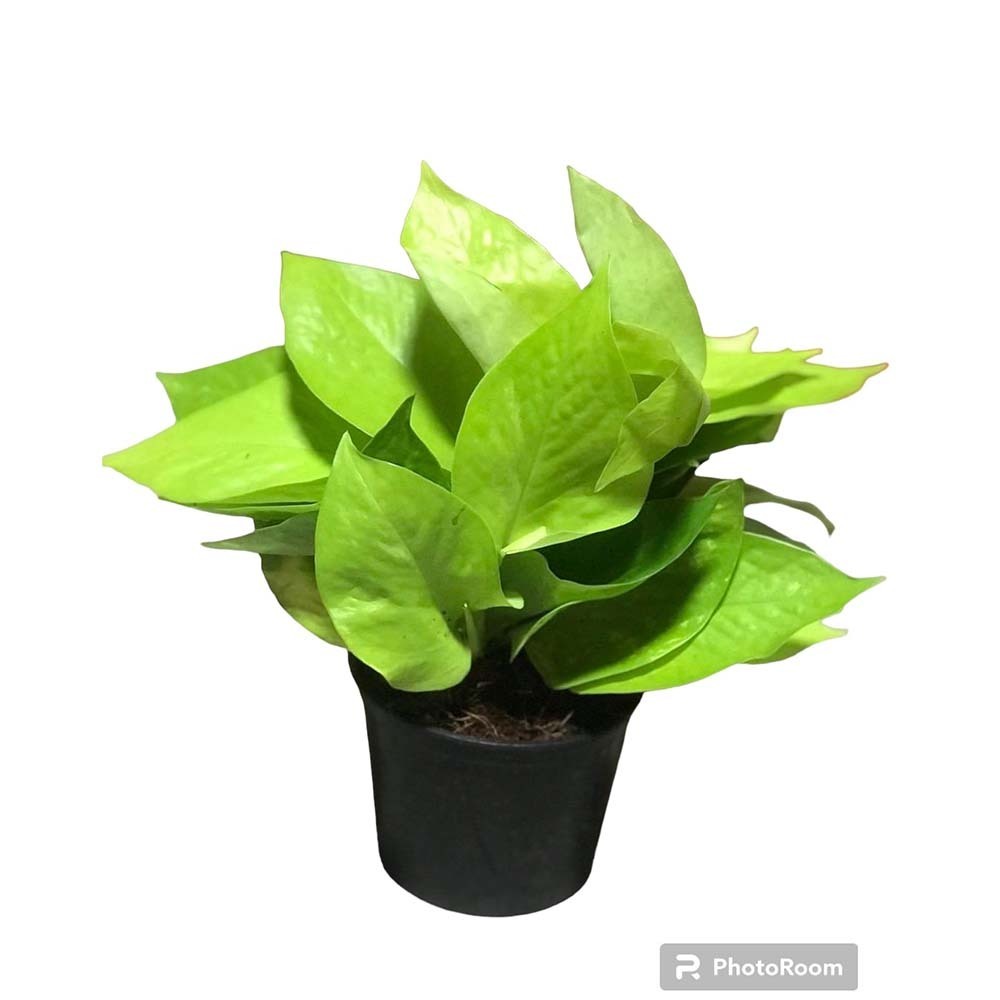 Plant City Shwe Lar Ngwe Lar (Light Green Colour)With Plastic Pot