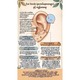 Beauty House Ear Seeds Massage Sticker 600PCS
