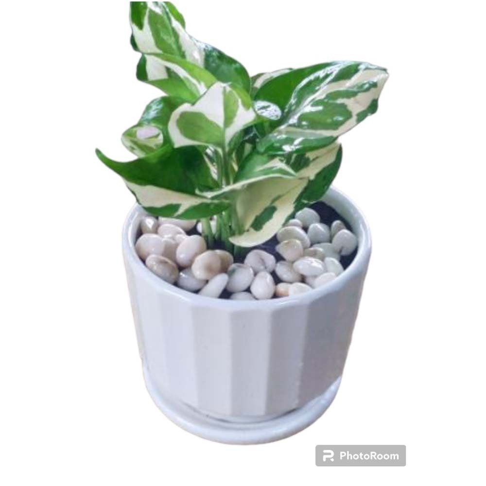 Plant City Shwe Lar Ngwe Lar (Double  Colour)With Ceramic Pot