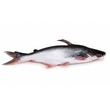 Fresh Nga Dan Whole(950G - 1100G)