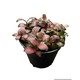 Plant City Fittoria Plant With Plastic Pot