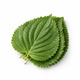 Sesame Leaf 10PCS