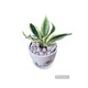 Plant City Sanke Plant With Ceramic Pot