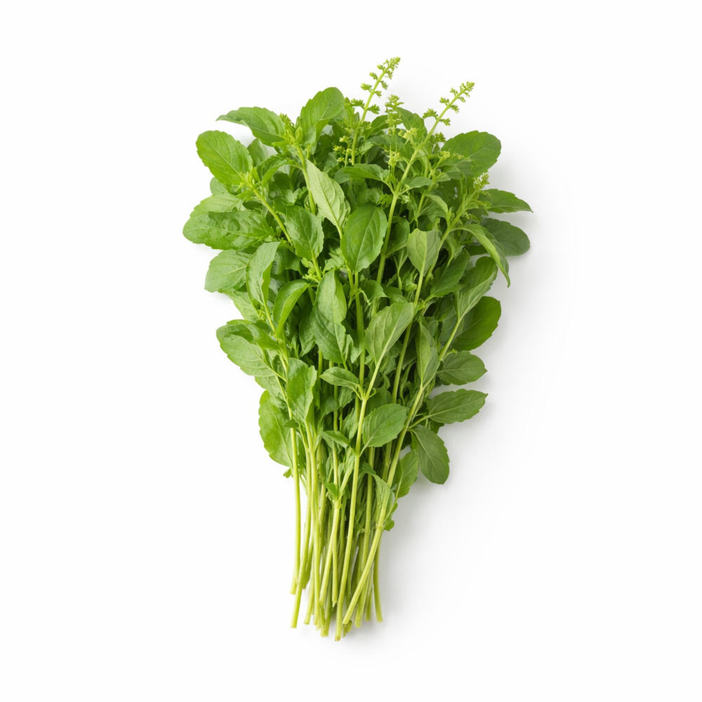 Holy Basil
