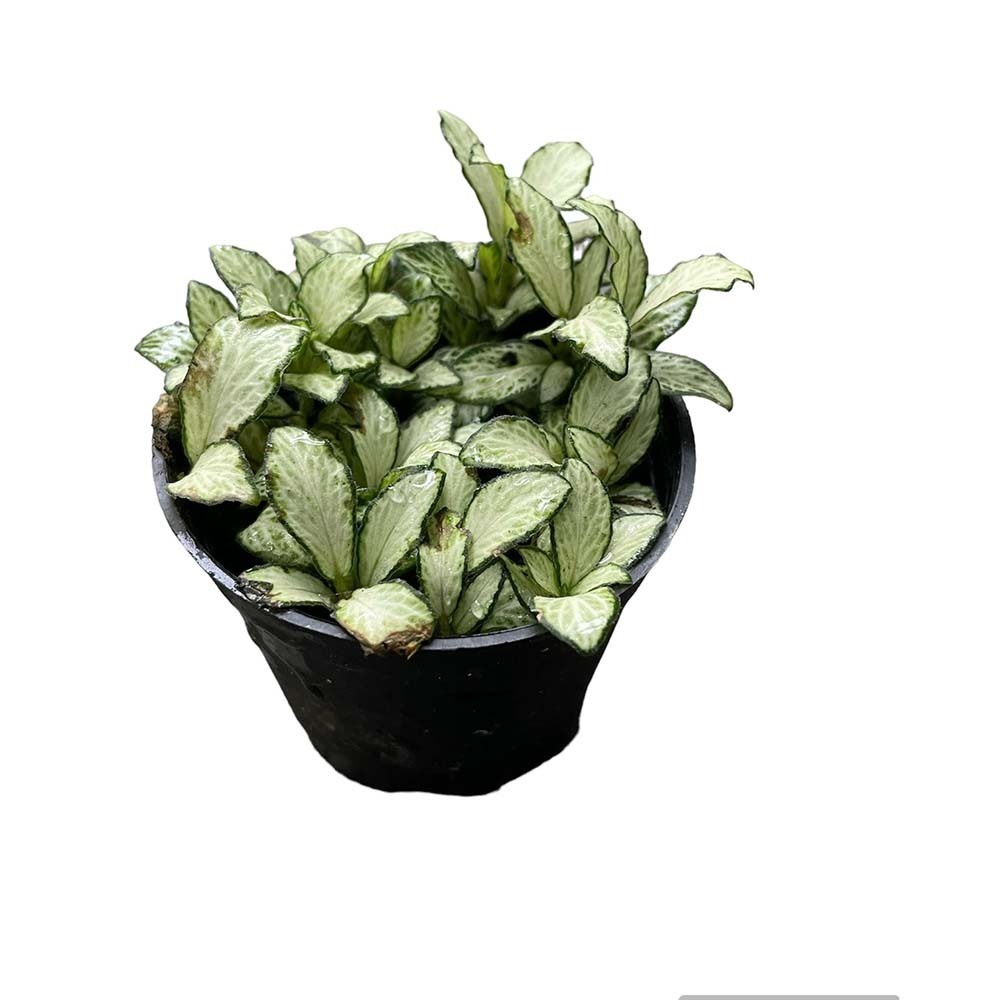 Plant City Fittoria Plant With Plastic Pot