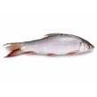 Fresh Nga Gyin Whole(650G - 750G)