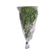 Moringa Leaves