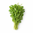 Holy Basil