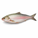 Fresh Hilsa Whole