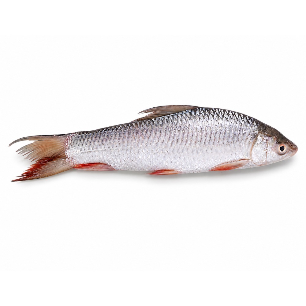 Fresh Nga Gyin Whole(650G - 750G)