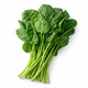 City Farm Green Spinach