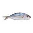 Fresh Palatoo Fish Whole(100G - 150G)