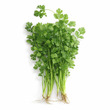 City Farm Coriander