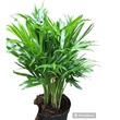 Plant City Bamboo Plant With Plastic Pot