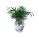 Plant City Bamboo Plant With Ceramic  Pot