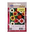 Home Garden Flower Seed (Chrysanthemum)