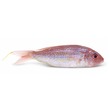 Fresh Gold Fish Whole(150G - 250G)