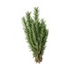 V Fresh Rosemary 25G