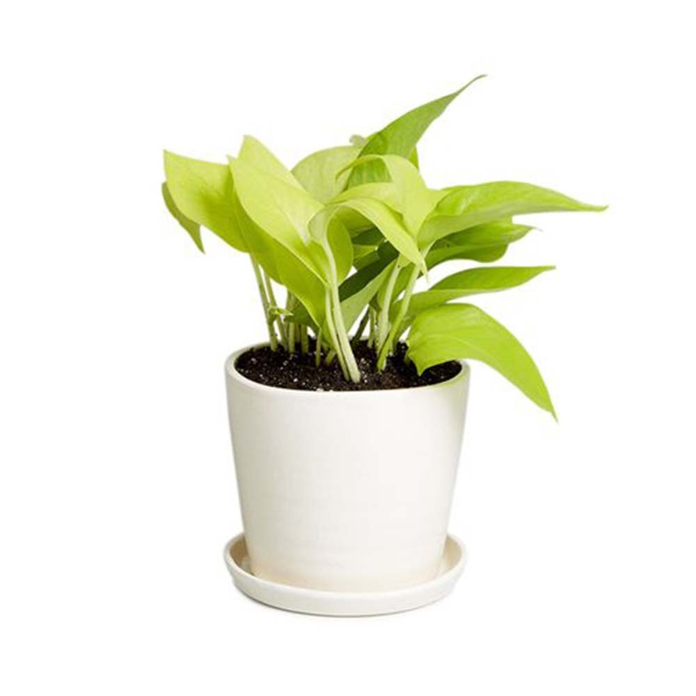 Plant City Shwe Lar Ngwe Lar (Light Green Colour)With Ceramic Pot