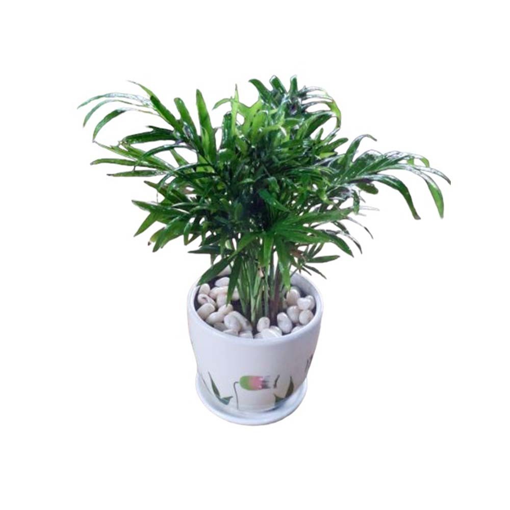 Plant City Bamboo Plant With Ceramic  Pot