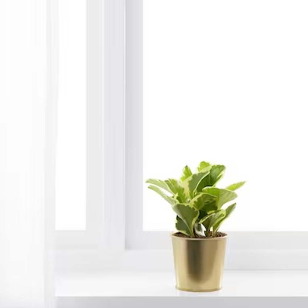 Ikea Daidai Plant Pot, Brass-Colour, 9 CM 503.594.02