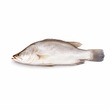 Fresh Seabass Whole