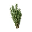 V Fresh Rosemary 25G