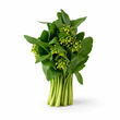 Mustard Buds