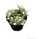 Plant City Fittoria Plant With Plastic Pot