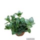 Plant City Fittoria Plant With Plastic Pot