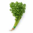 Coriander