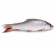 Fresh Nga Gyin Whole(650G - 750G)