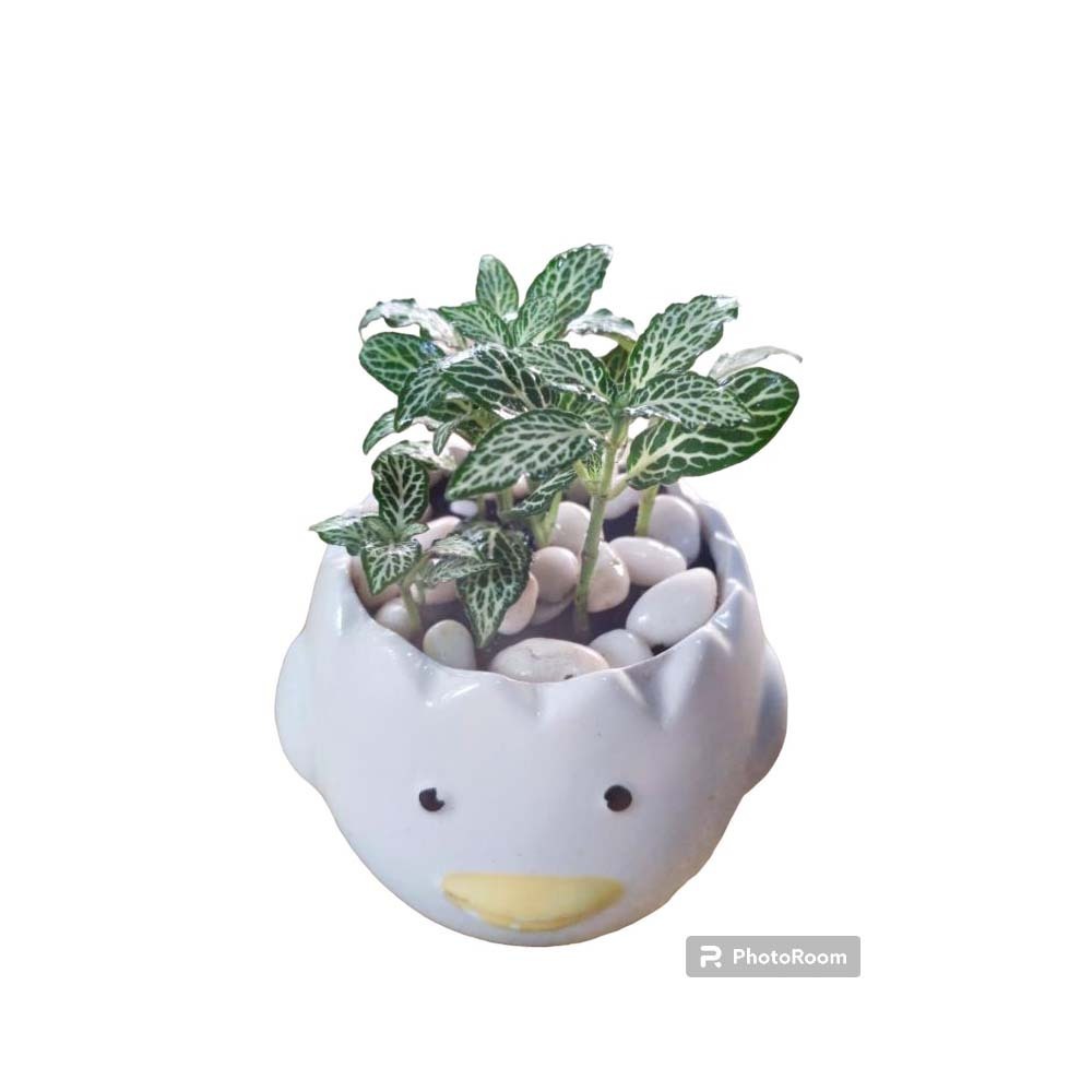 Plant City Fittoria  Plant With Ceramic Pot