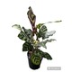 Plant City Dawn Gamone Plant With Plastic Pot