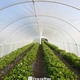 Rain Cover Plastic Sheet Roll 30ft x 8ft