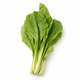မုန်ညင်းစိမ်း (၁ စည်း)