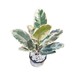 Plant City Rubber Plant With Ceramic Pot