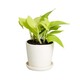 Plant City Shwe Lar Ngwe Lar (Light Green Colour)With Ceramic Pot