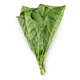 Noni Leaf