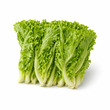 City Fram Lettuce