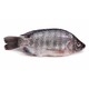 Fresh Tilapia Fish Whole (750G - 850G)