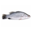 Fresh Seabass Whole (750G - 1000G)