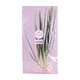City Farm Spring Onion 60G