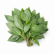 City Farm Sweet Basil 30G